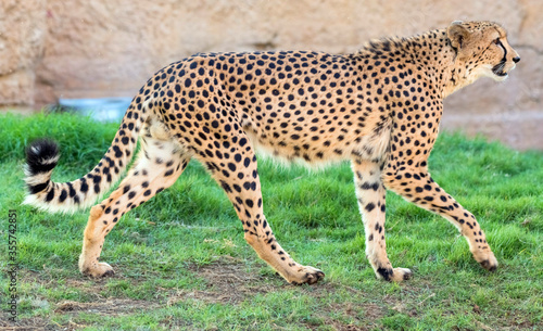 Cheeta or Tiger Walking in Junge © Abrar