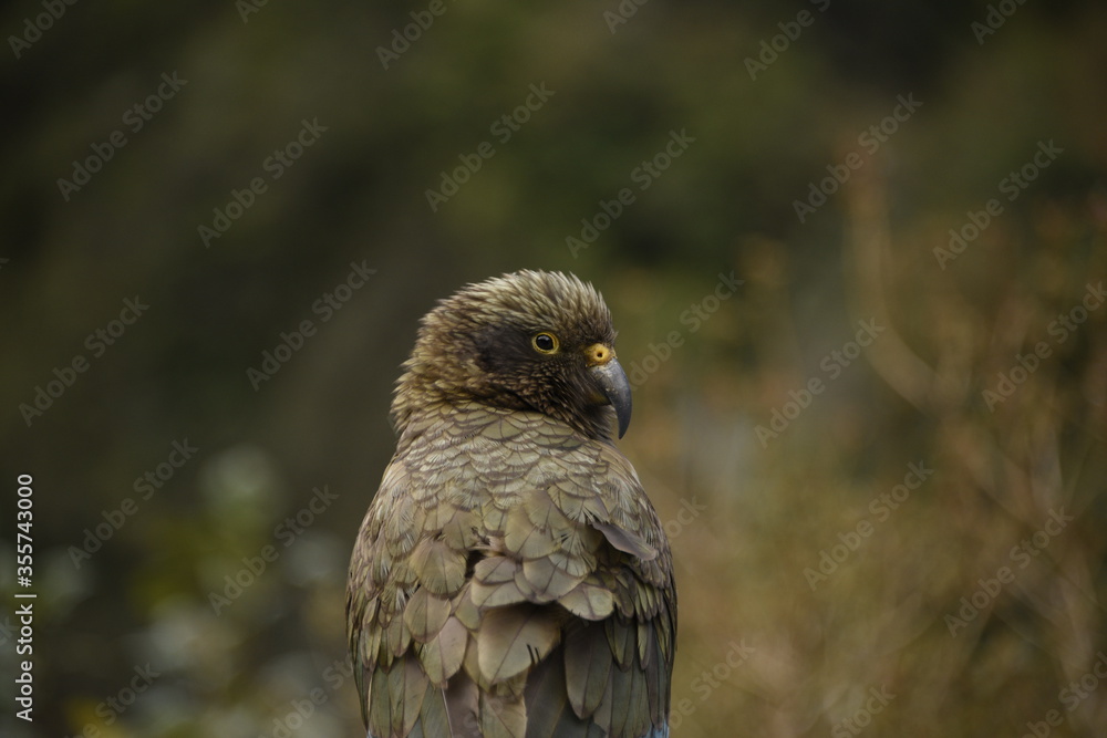 Obraz premium The infamous Kea of South Island New Zealand. The only alpine parrot in the world.