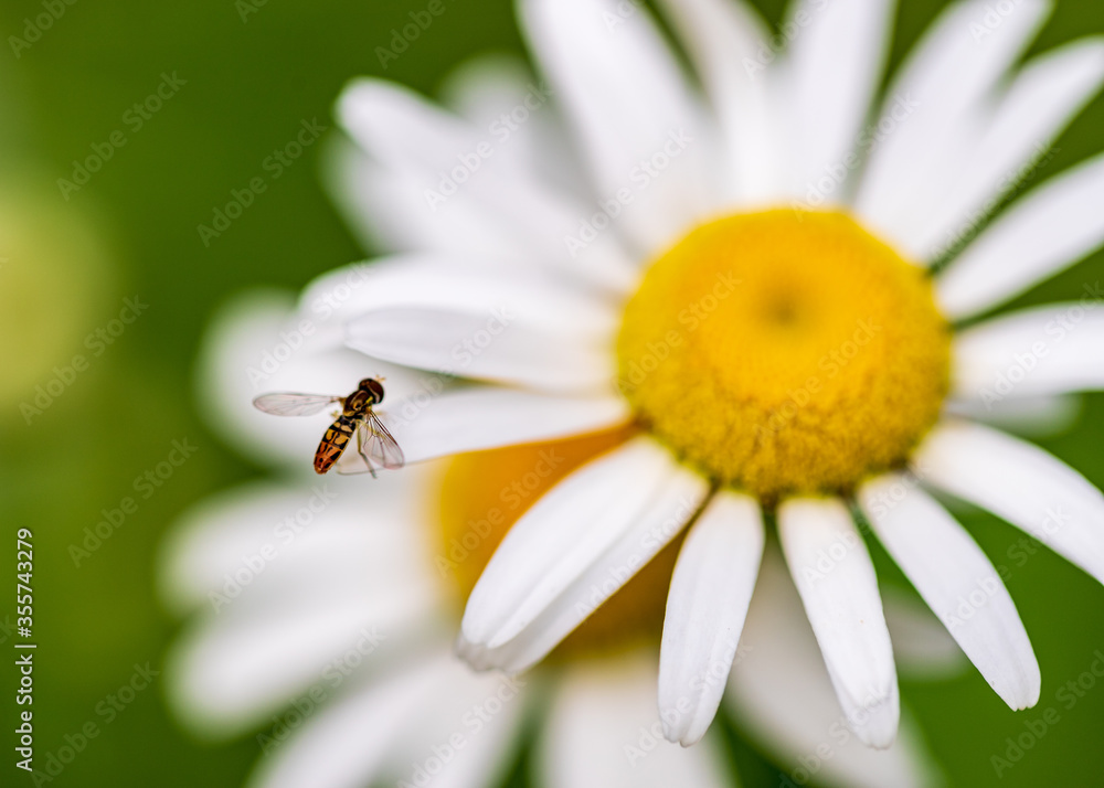 bee on daisy bee on daisy