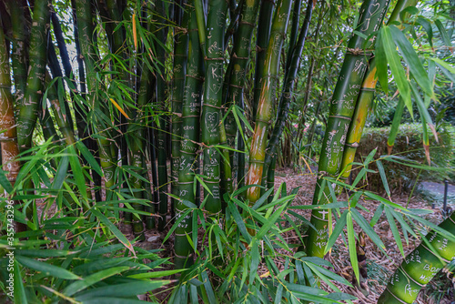 Bamboo plants with romantic love messages in Sydney  Australia