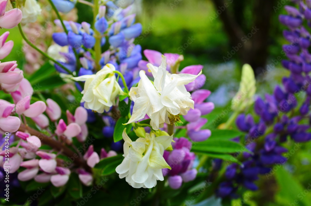 Violet and pink lupines flowering in the garden Violet and pink lupines flowering in the garden