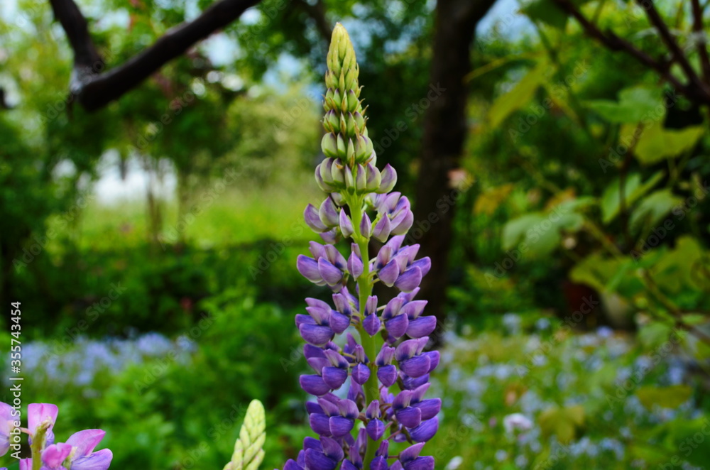Violet and pink lupines flowering in the garden Violet and pink lupines flowering in the garden