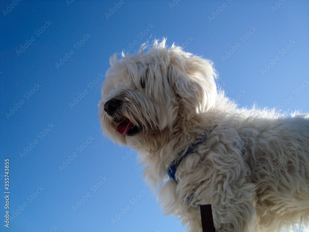 white dog on blue sky