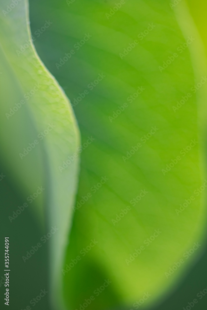 Pear leaf, intentionally unfocused to show shape and color. Pear leaf, intentionally unfocused to show shape and color.