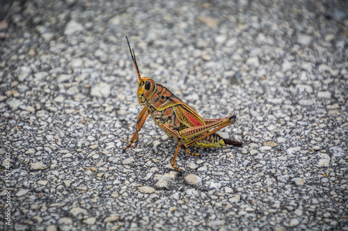 Lubber grasshopper on road to Everglades national park. Close up view of colorful grasshopper