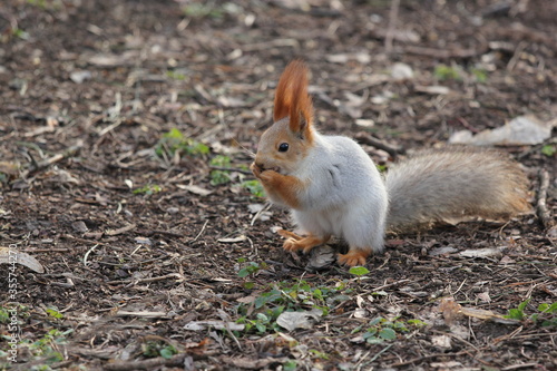 a small grey squirrel with red ears