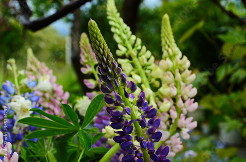 Violet and pink lupines flowering in the garden