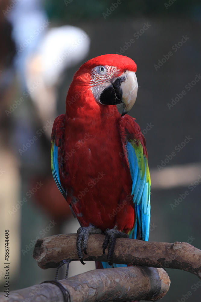 big beautiful red parrot