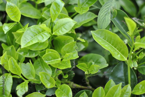 Wallpaper Mural Tea Garden Sidamanik. Pemantang Siantar. Indonesia Torontodigital.ca