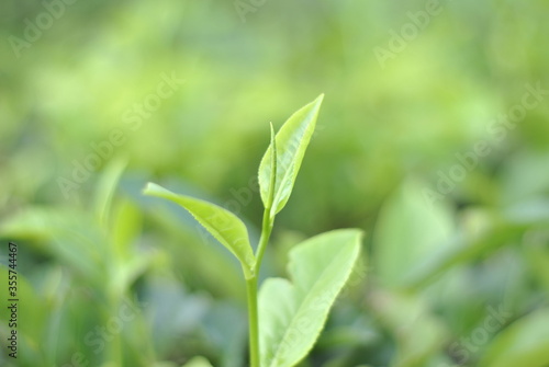 Green tea buds and fresh leaves. Tea plantations in Sidamanik. Pemantang Siantar. Indonesia