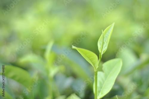 Green tea buds and fresh leaves. Tea plantations in Sidamanik. Pemantang Siantar. Indonesia