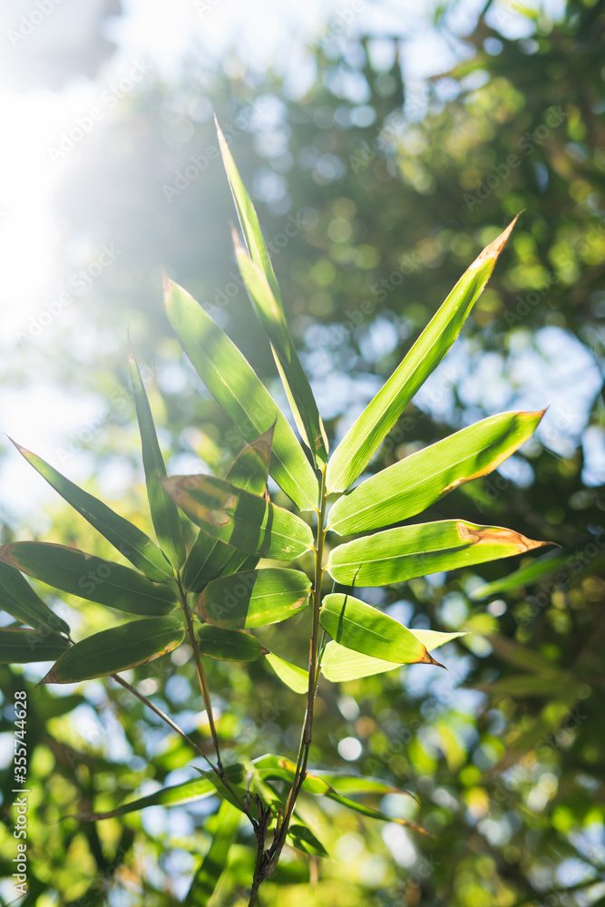 Fototapeta premium Light leaf