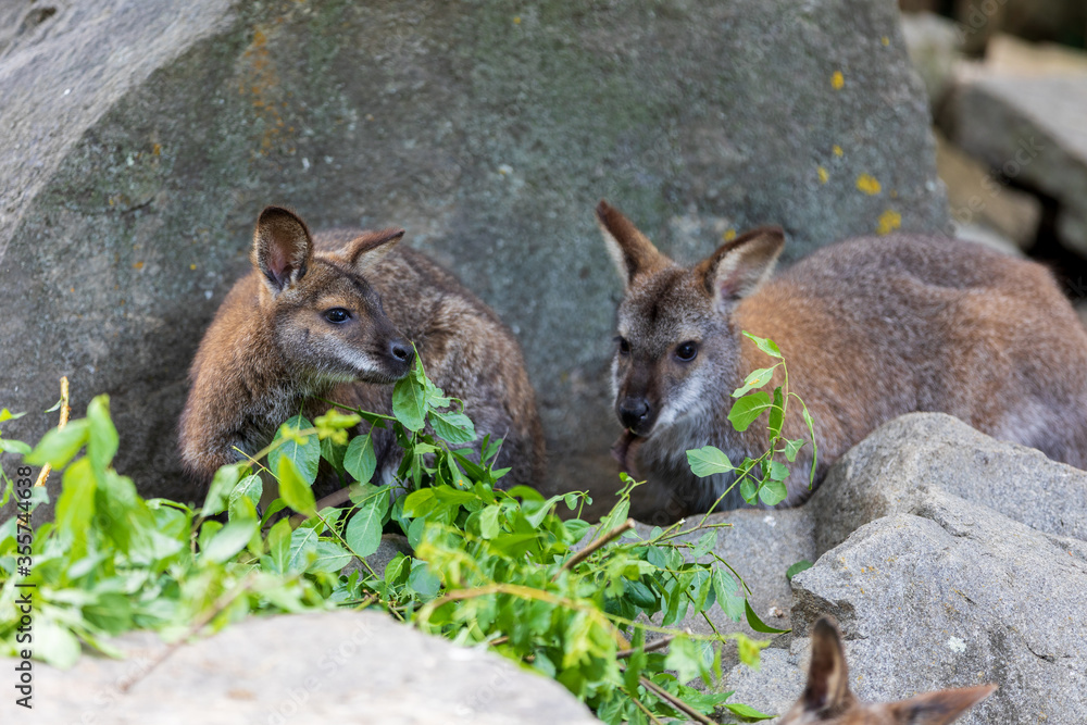 Naklejka premium Red-necked Wallaby, australian kangaroo