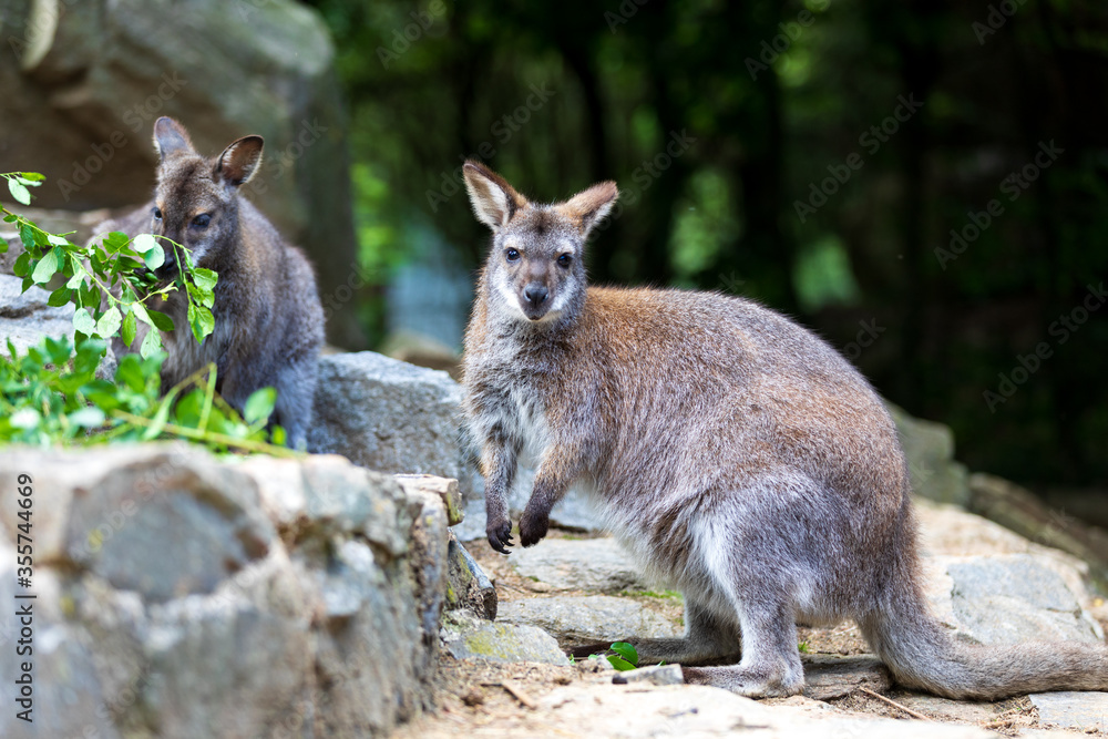 Naklejka premium Red-necked Wallaby, australian kangaroo
