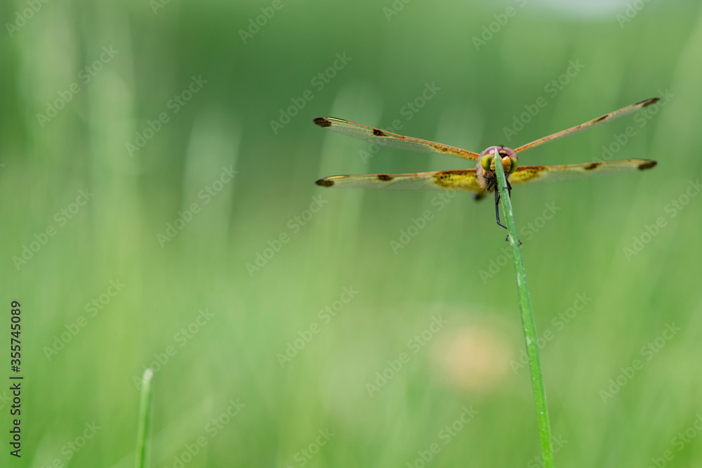 A calico pennant dragonfly perches on the tip of a grass stalk, displaying its colorful netted wings and compound eyes. This creature is likely a juvenile male and was part of a feeding swarm. A calico pennant dragonfly perches on the tip of a grass stalk, displaying its colorful netted wings and compound eyes. This creature is likely a juvenile male and was part of a feeding swarm.
