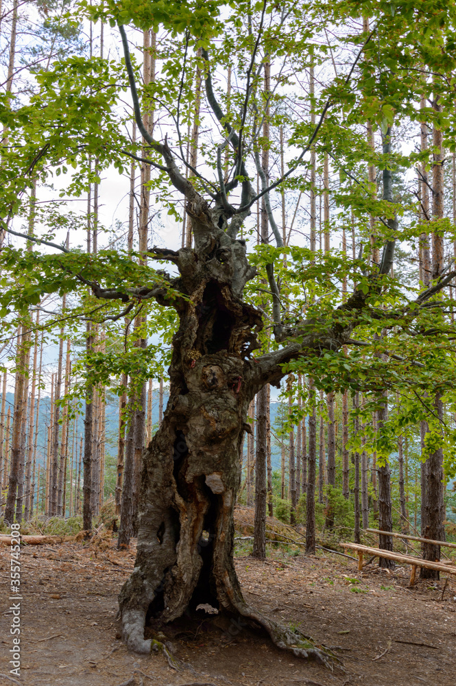 Belintash is a small plateau in the Rhodope Mountains in Bulgaria bearing traces of human activity. Belintash is a small plateau in the Rhodope Mountains in Bulgaria bearing traces of human activity.