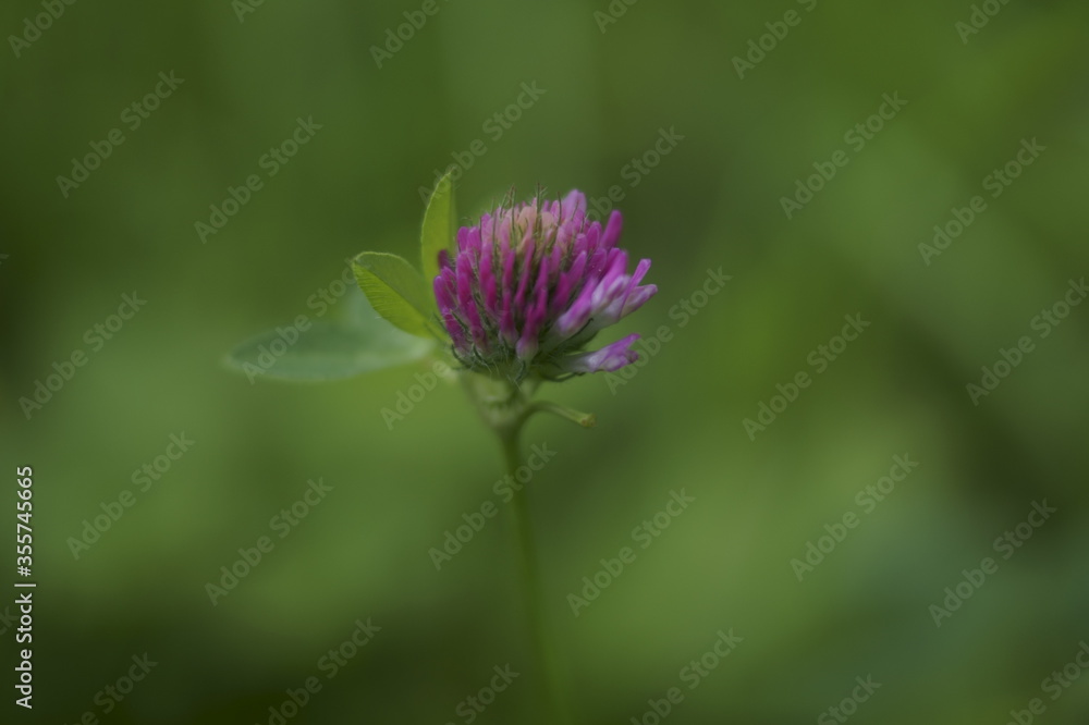 Medicinal plant - wild red clover flower growing in a field (Trifolium pratense) Medicinal plant - wild red clover flower growing in a field (Trifolium pratense)