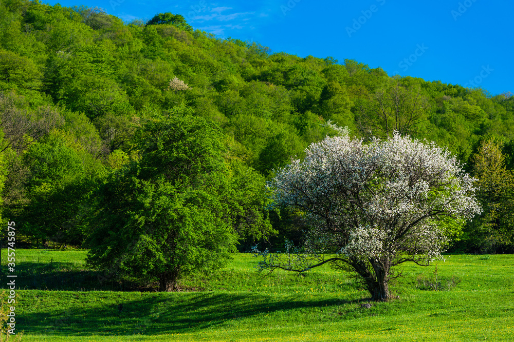 Beautiful rural landscape with blossomed trees, Armenia Beautiful rural landscape with blossomed trees, Armenia