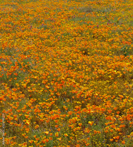 Poppy Abundance - A image of thousands of orange poppies. A rural scenic near Lake Isabella in Southern California.
