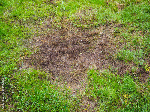 Burnt grass after moss attack during winter, fresh green grass recovering on lawn