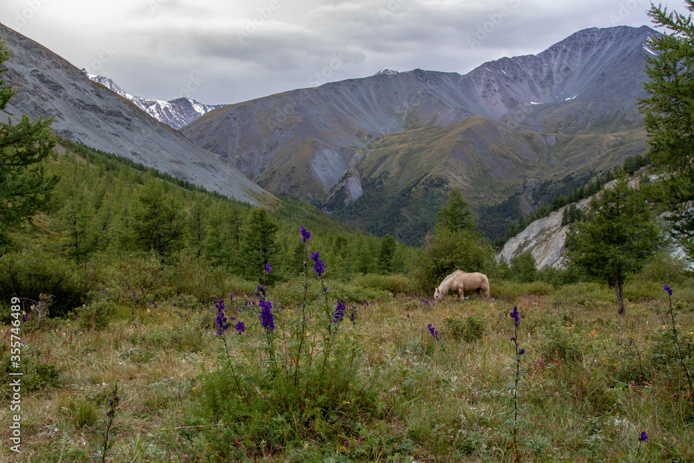 View of the Altai mountains on a summer cloudy day. A horse grazing in a meadow.