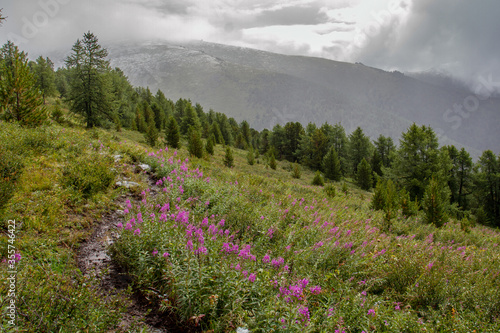 Coniferous forest on the background of the Altai mountains. Summer cloudy day. Blooming valley. © Тамара Андреева