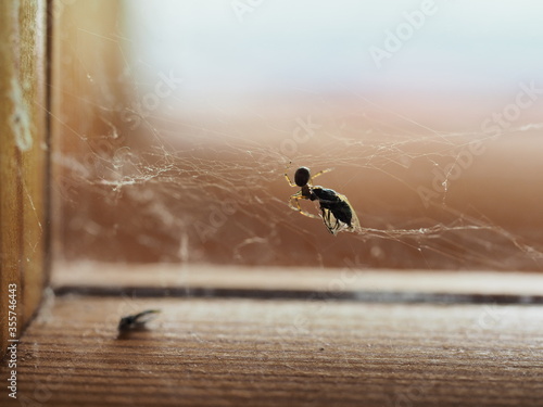 spider feeding on housefly photo