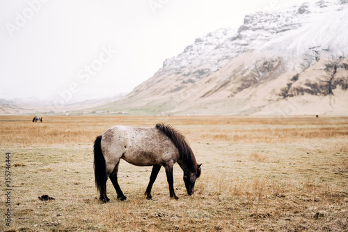 A black and white horse grazes in a field  eats yellow dry grass  against the backdrop of a snowy mountain. The Icelandic horse is a breed of horse grown in Iceland.