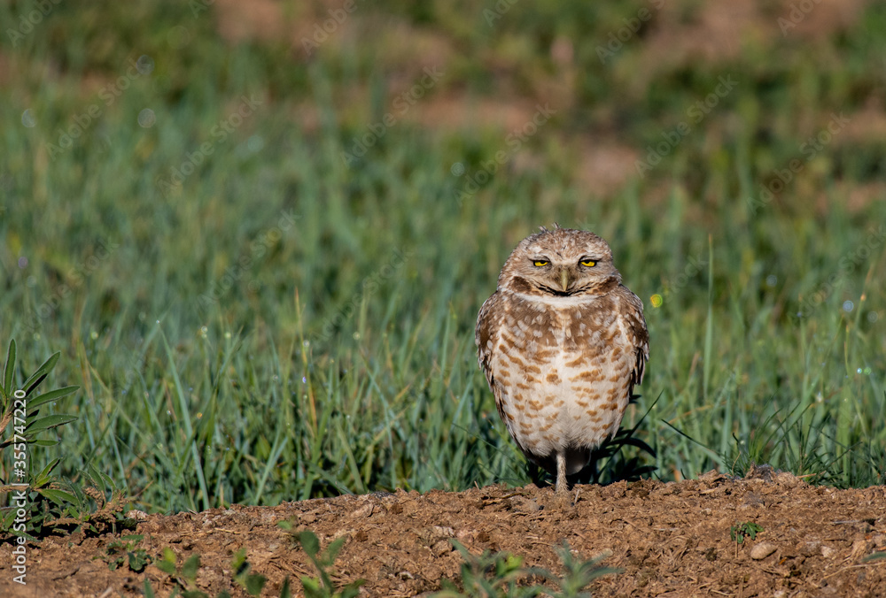 A Burrowing Owl on a Summer Morning A Burrowing Owl on a Summer Morning