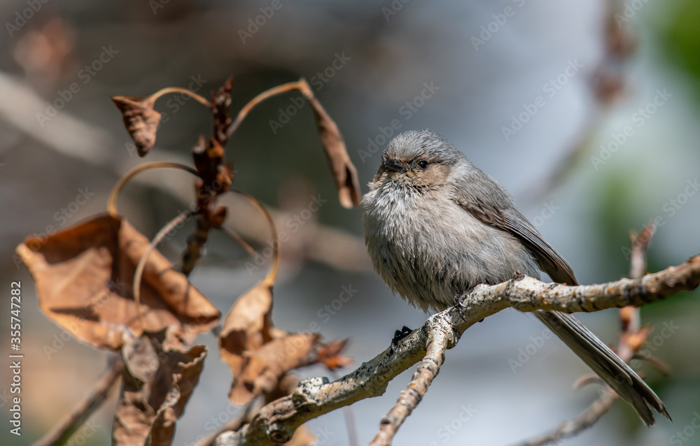 Naklejka premium An Adorable Bushtit Perched on a Branch on a Summer Morning 