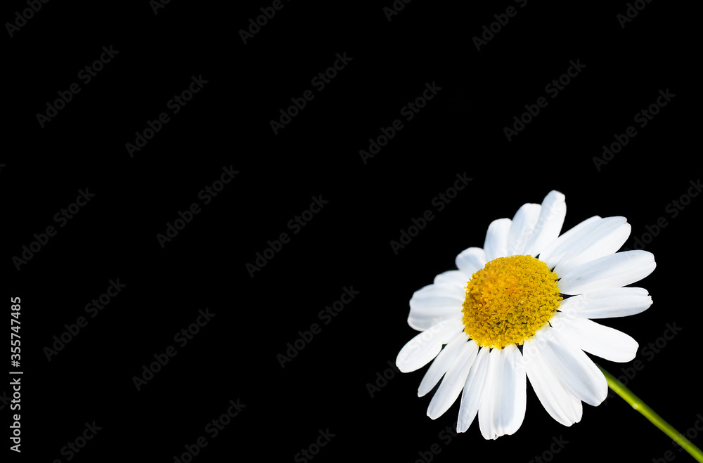 Beautiful daisy flower isolated in bottom right corner, against black with copy space