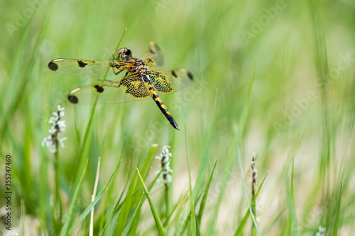 A calico pennant dragonfly perches on the tip of a grass stalk, displaying its colorful netted wings and thorax. This creature is likely a juvenile male and was part of a feeding swarm.  © L.A. Faille