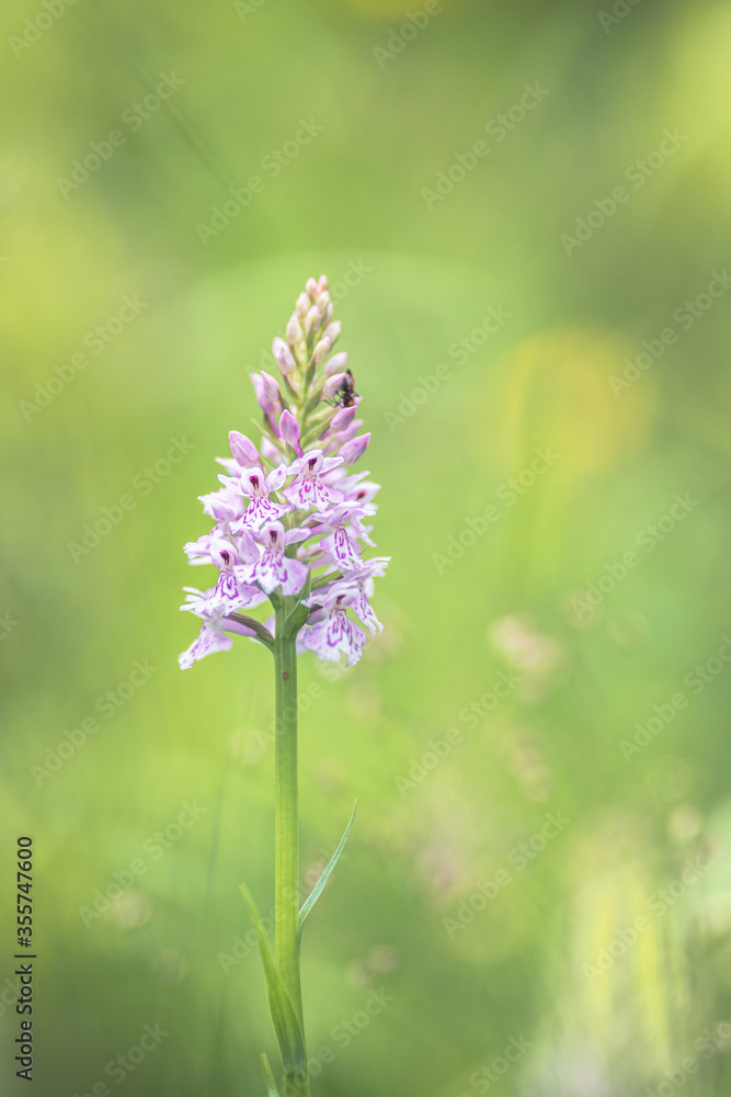 Fototapeta premium Orchis flower Neotinea lactea with blur background