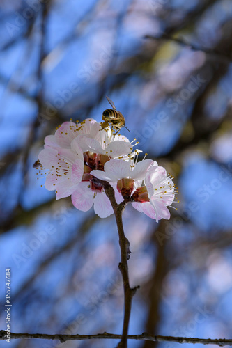A bee enjoying the nectar on a flower apricot tree.