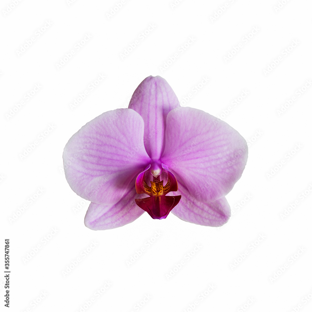 Pink flower of orchid phalenopsis. Pink flower of orchid phalenopsis.
