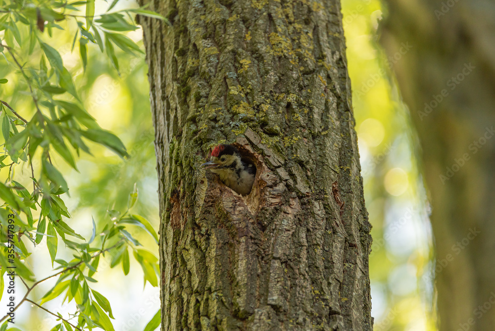 Fototapeta premium A Great Spotted Woodpecker, Dendrocopos major on a tree