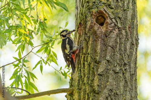 A Great Spotted Woodpecker, Dendrocopos major on a tree