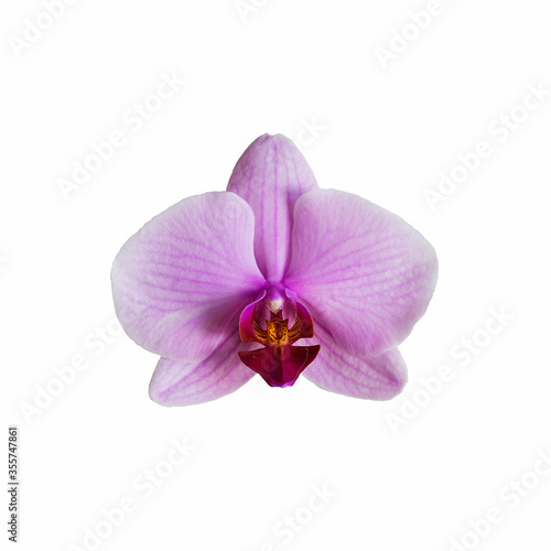 Pink flower of orchid phalenopsis.