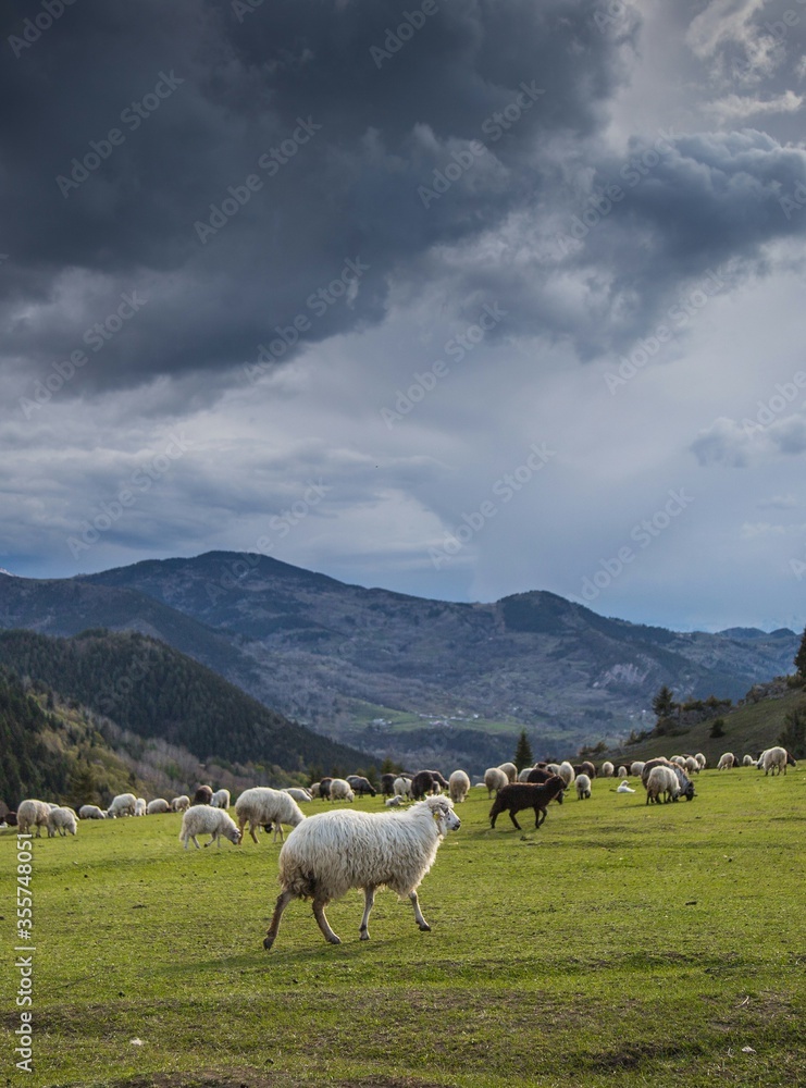 Fototapeta premium Sheep herd on beautiful green mountain pasture.artvin
