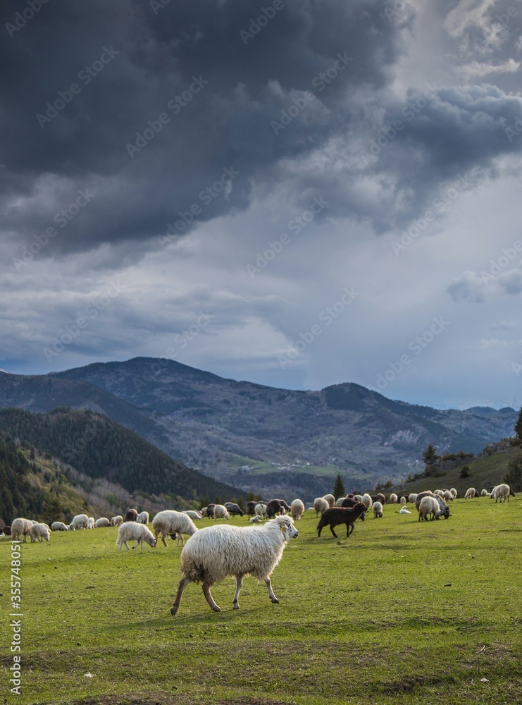 Sheep herd on beautiful green mountain pasture.artvin