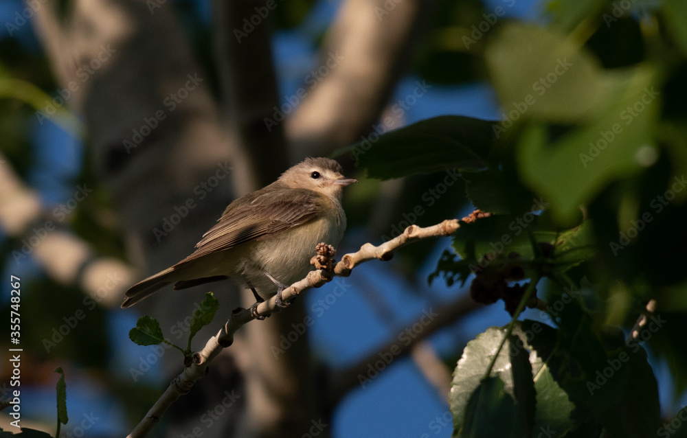 Fototapeta premium A Pretty Warbling Vireo Perched in a Tree on a Summer Morning