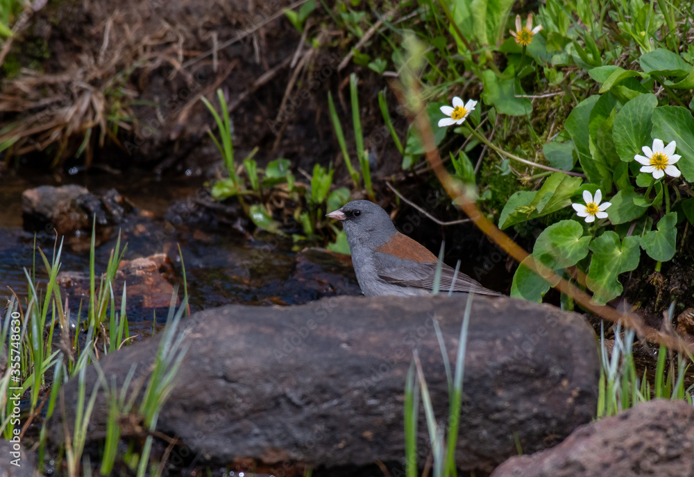 A Grey-headed Dark-eyed Junco in a Pool of Water A Grey-headed Dark-eyed Junco in a Pool of Water