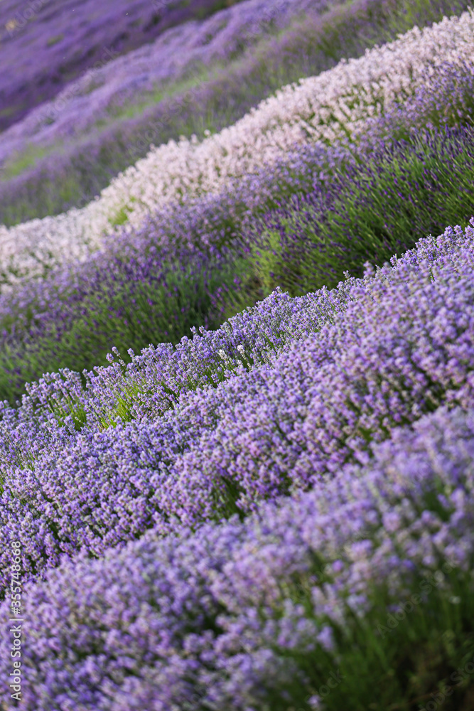 Obraz premium field of lavender