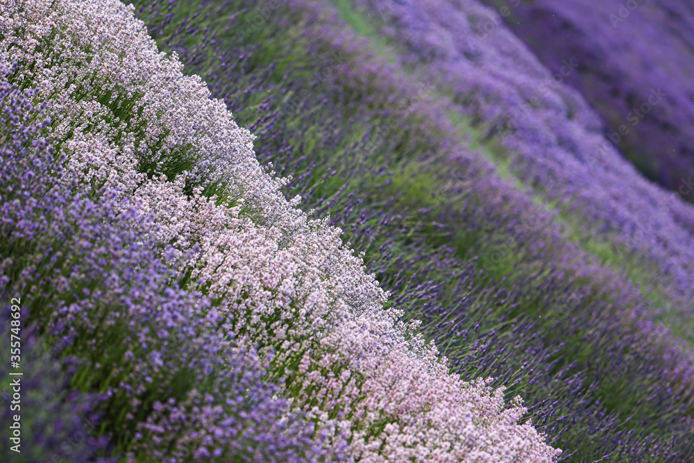 lavender field background