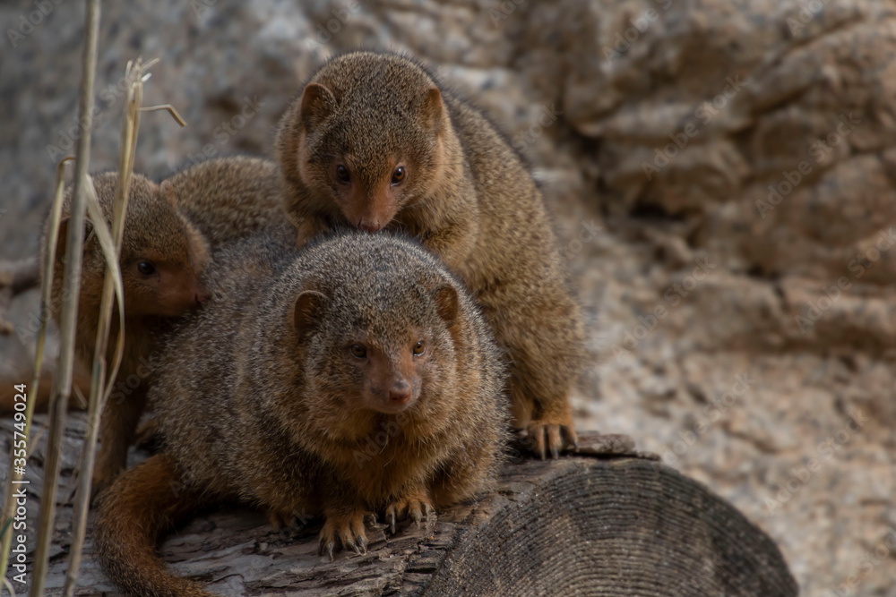 mongoose family