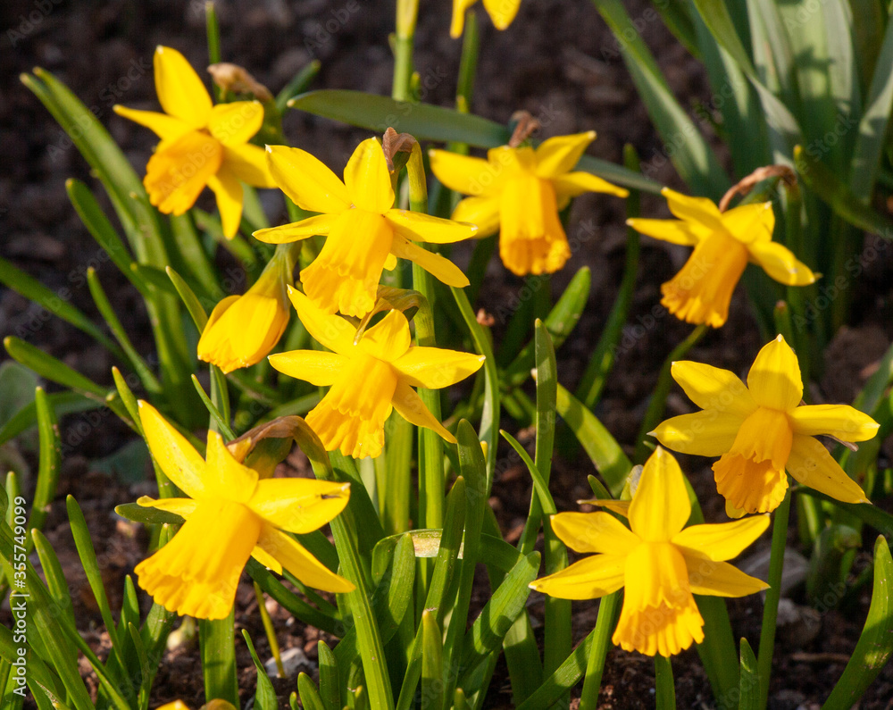 Gruppe von Osterglockenblumen Gruppe von Osterglockenblumen
