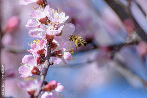 A bee enjoying the nectar on a flower apricot tree.