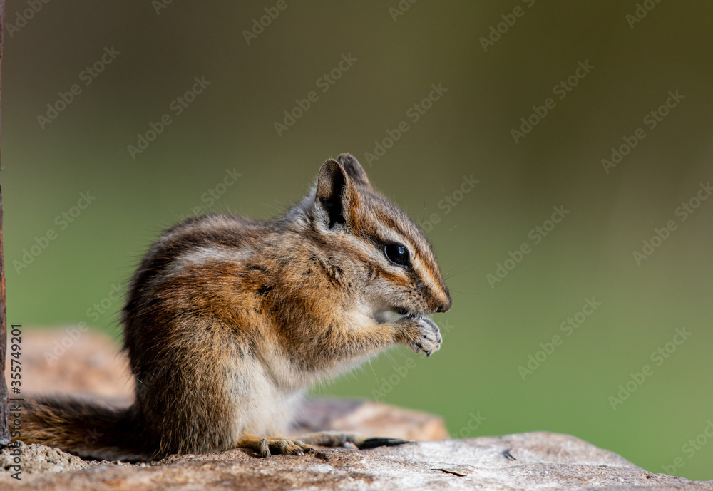 An Adorable Least Chipmunk in the Rocky Mountains of Colorado An Adorable Least Chipmunk in the Rocky Mountains of Colorado