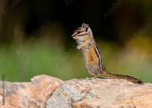 An Adorable Least Chipmunk in the Rocky Mountains of Colorado