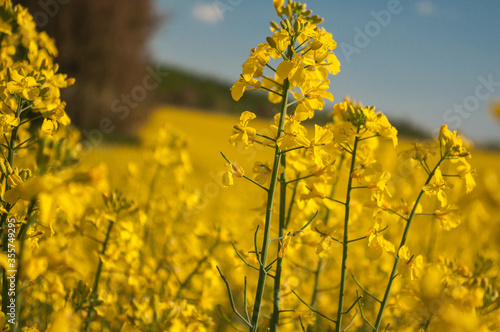 flower of yellow rapeseed, canola colza field